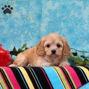 Kenny, Cavalier King Charles Mix Puppy